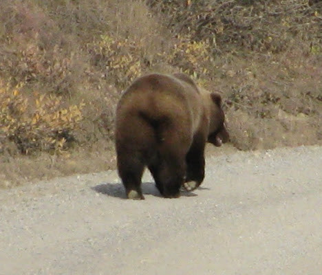 If you are out of your car, this is the end of the bear you want to be looking at.