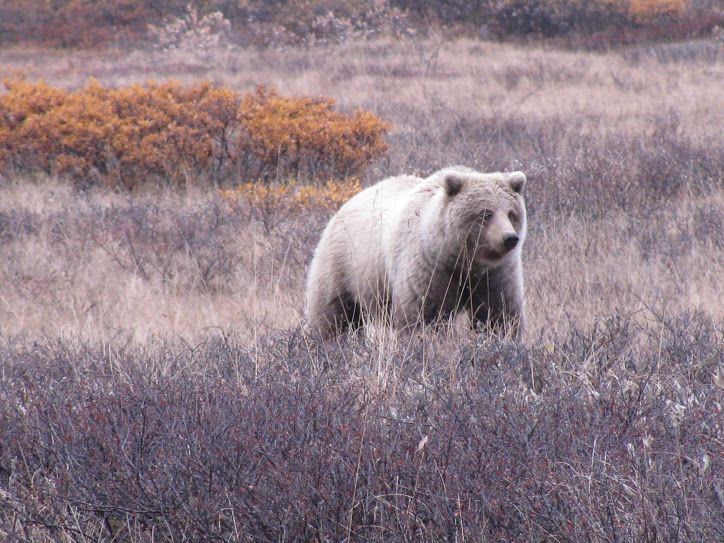 This is a good view of a bear if you have a big lens.